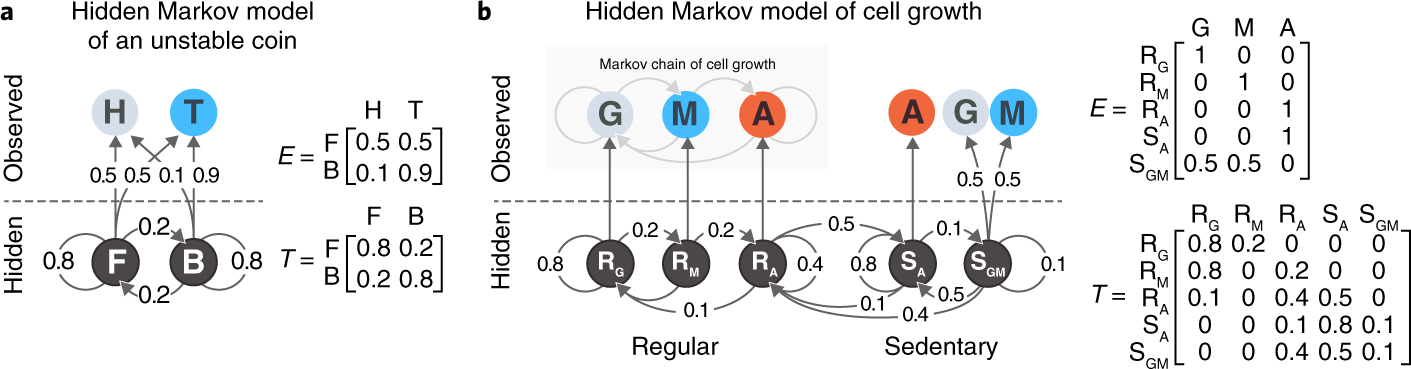 Hidden Markov Model (HMM)
